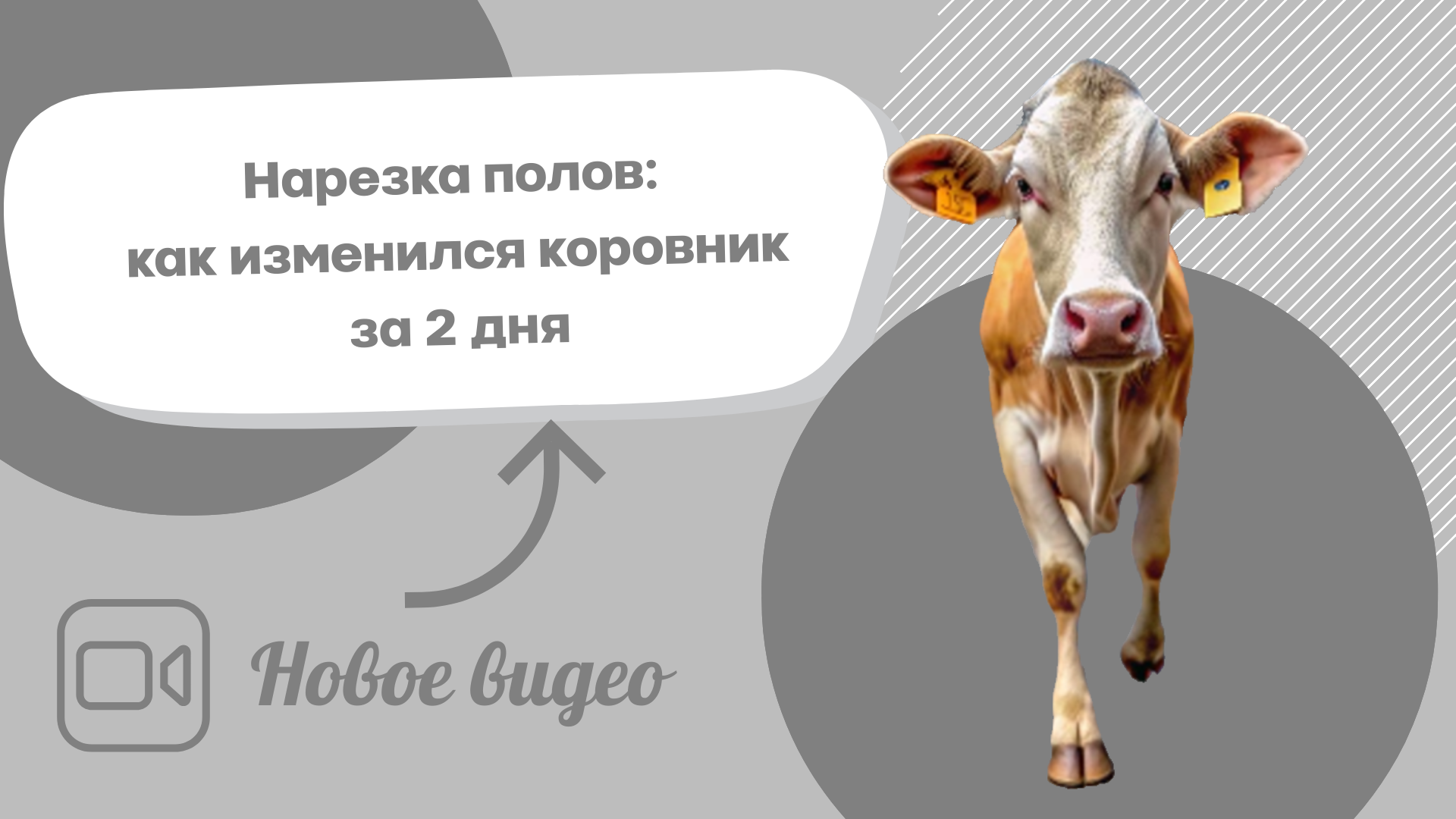 72a00a46-b61c-4086-bdc7-8707be3dc8c4-7_ как изменился коровник за 2 дня.png